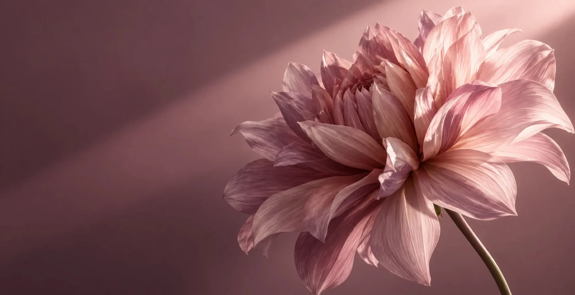 Palette Facial Lifting 배경