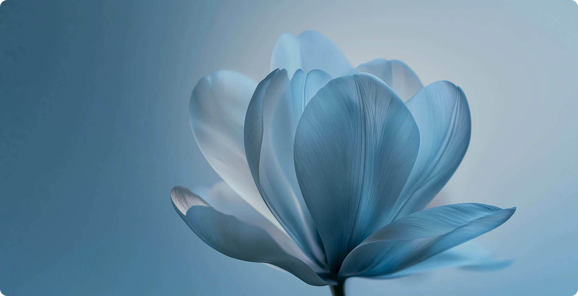 Palette Facial Lifting 배경
